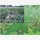藍藻治理